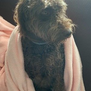 Meet your Posher, Frank